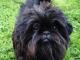 Affenpinscher dog