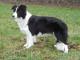 Border Collie dog