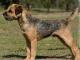 Border Terrier dog