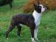 Boston Terrier dog