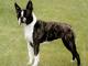 Boston Terrier dog