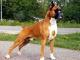 Boxer dog