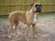 Boxer dog