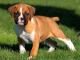 Boxer dog