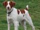 Brittany dog