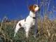 Brittany dog