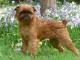 Brussels Griffin dog