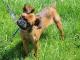 Brussels Griffin dog