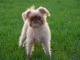 Brussels Griffin dog