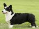 Cardigan Welsh Corgi dog
