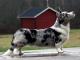Cardigan Welsh Corgi dog