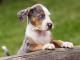 Catahoula Leopard Hound dog