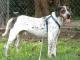 Catahoula Leopard Hound dog