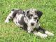 Catahoula Leopard Hound dog