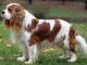 Cavalier King Charles Spaniel dog