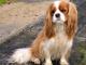 Cavalier King Charles Spaniel dog