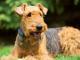 Airedale Terrier dog