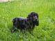 Cocker Spaniel dog