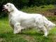 Clumber Spaniel dog