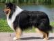 Collie dog