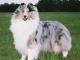 Collie dog