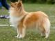 Collie dog