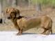 Dachshund dog
