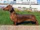 Dachshund dog