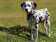 Dalmatian dog