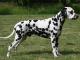 Dalmatian dog