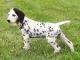 Dalmatian dog