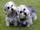 Dandie Dinmont Terrier dog