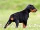 Doberman Pinscher dog