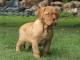 Dogue de Bordeaux dog