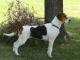 English Foxhound dog