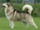 Alaskan Malamute dog