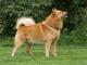 Finnish Spitz dog