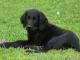 Flat-Coated Retriever dog