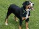 American English Coonhound dog