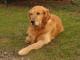 Golden Retriever dog