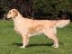 Golden Retriever dog