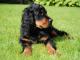 Gordon Setter dog