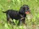 Gordon Setter dog