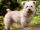 Glen of Imaal Terrier dog