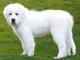 Great Pyrenees dog