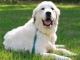 Great Pyrenees dog