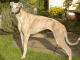 Greyhound dog