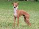 Greyhound dog