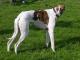 Greyhound dog