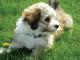 Havanese dog